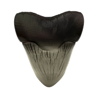 2025 Ghana Silver Megalodon Shark Tooth Coin 2oz